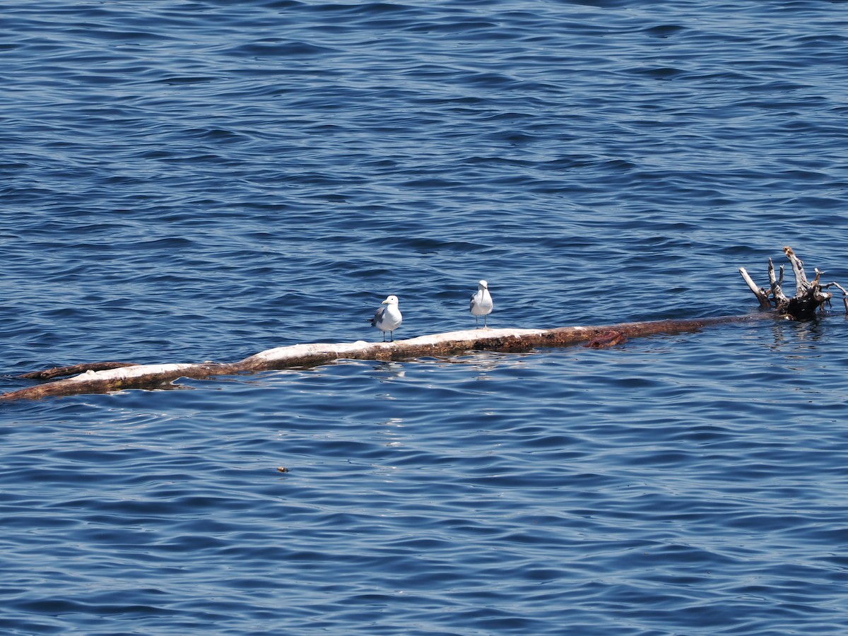 Glaucous-winged Gull - ML643659841