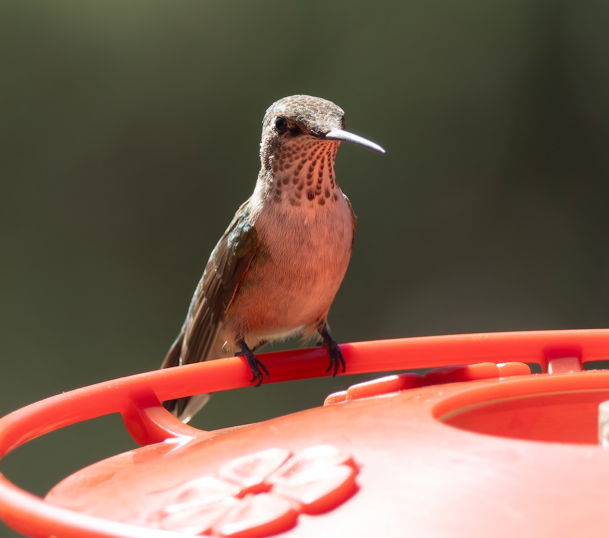 Broad-tailed Hummingbird - ML643659842