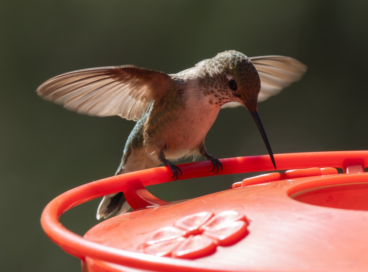 Broad-tailed Hummingbird - ML643659843