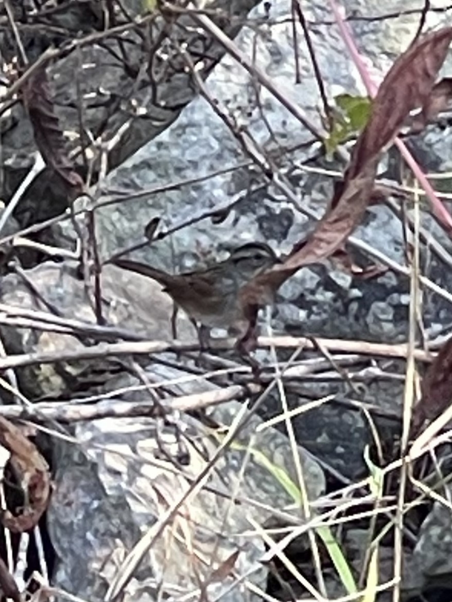 Swamp Sparrow - ML643659848