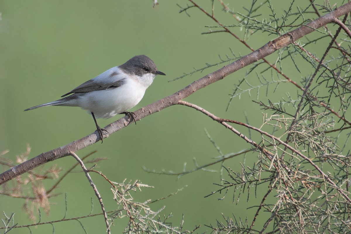 Lesser Whitethroat - ML643659899