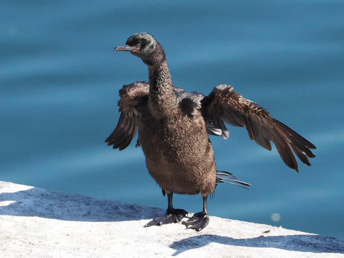 Pelagic Cormorant - ML643659905