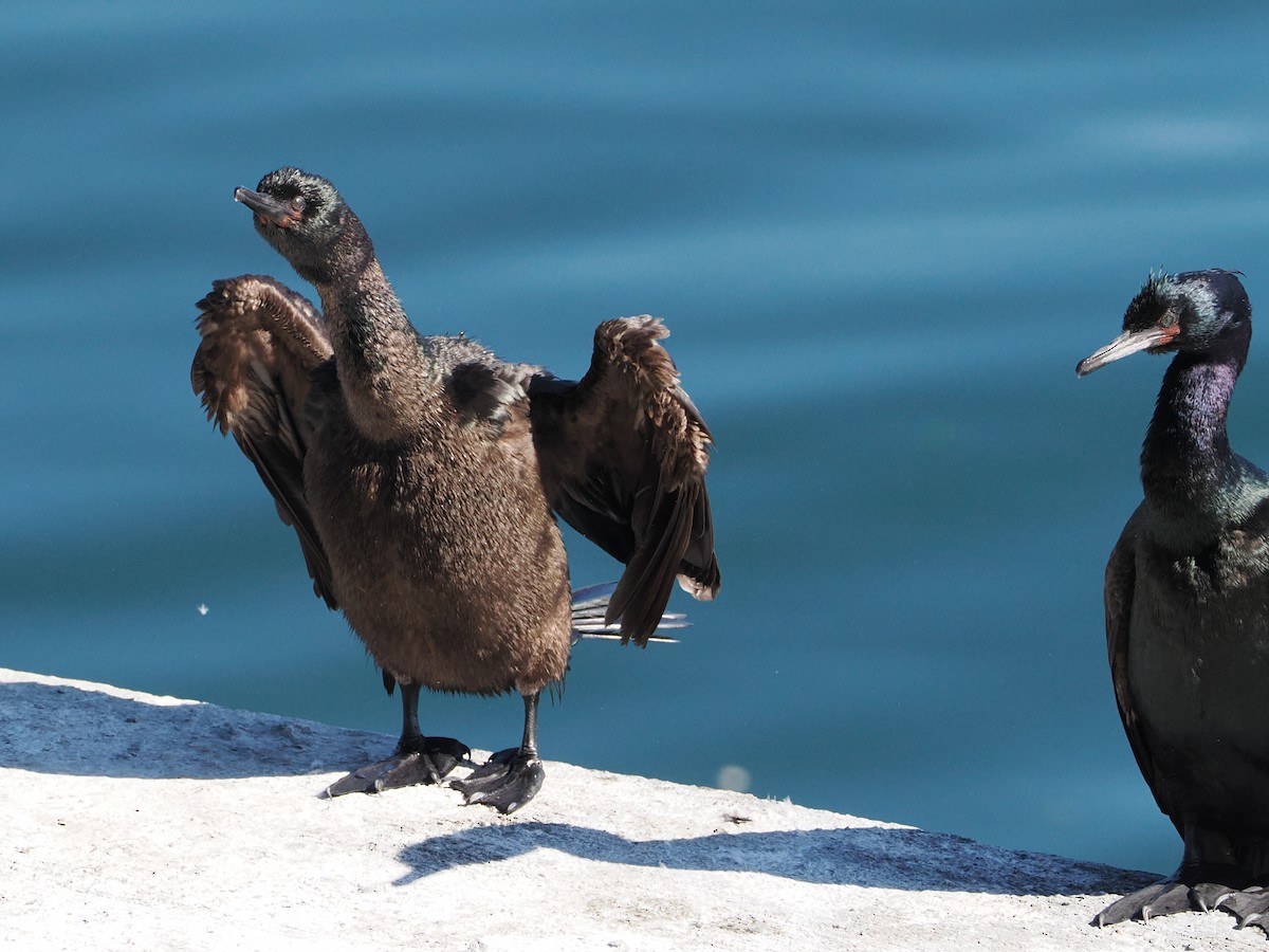 Pelagic Cormorant - ML643659906