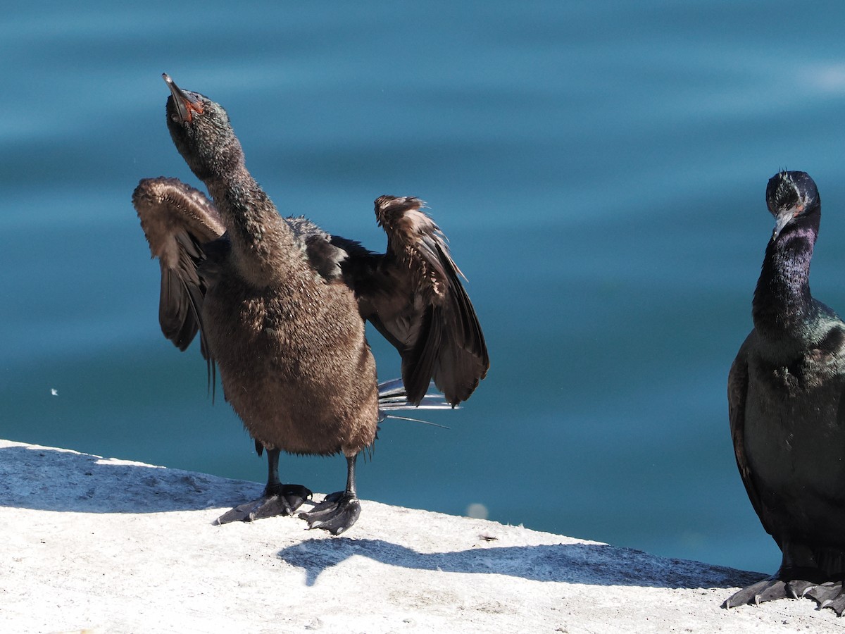 Pelagic Cormorant - ML643659908