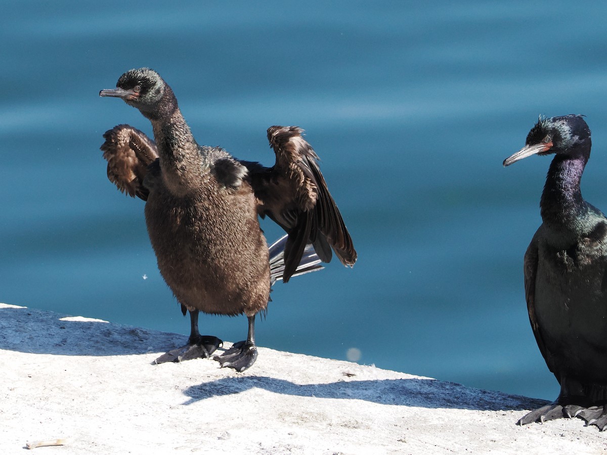 Pelagic Cormorant - ML643659909