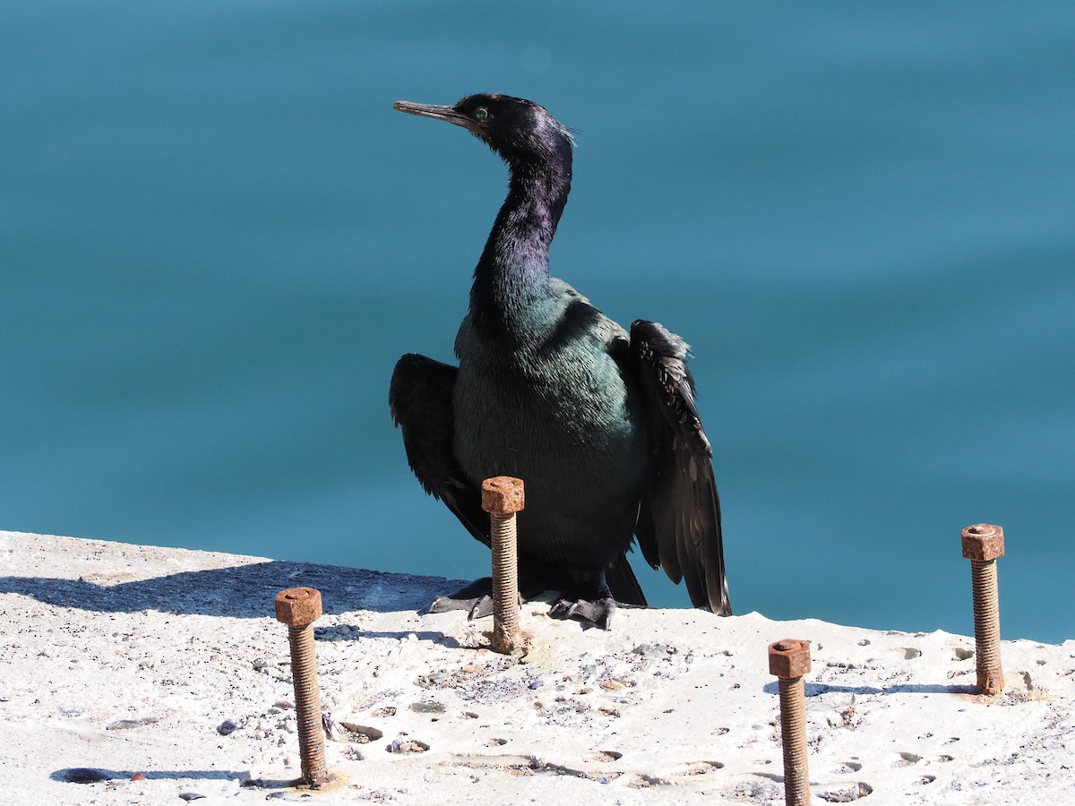 Pelagic Cormorant - ML643659910