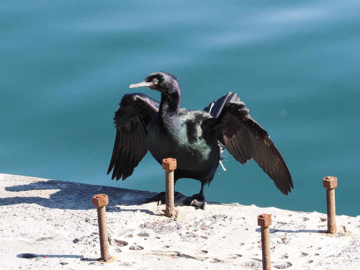 Pelagic Cormorant - ML643659911