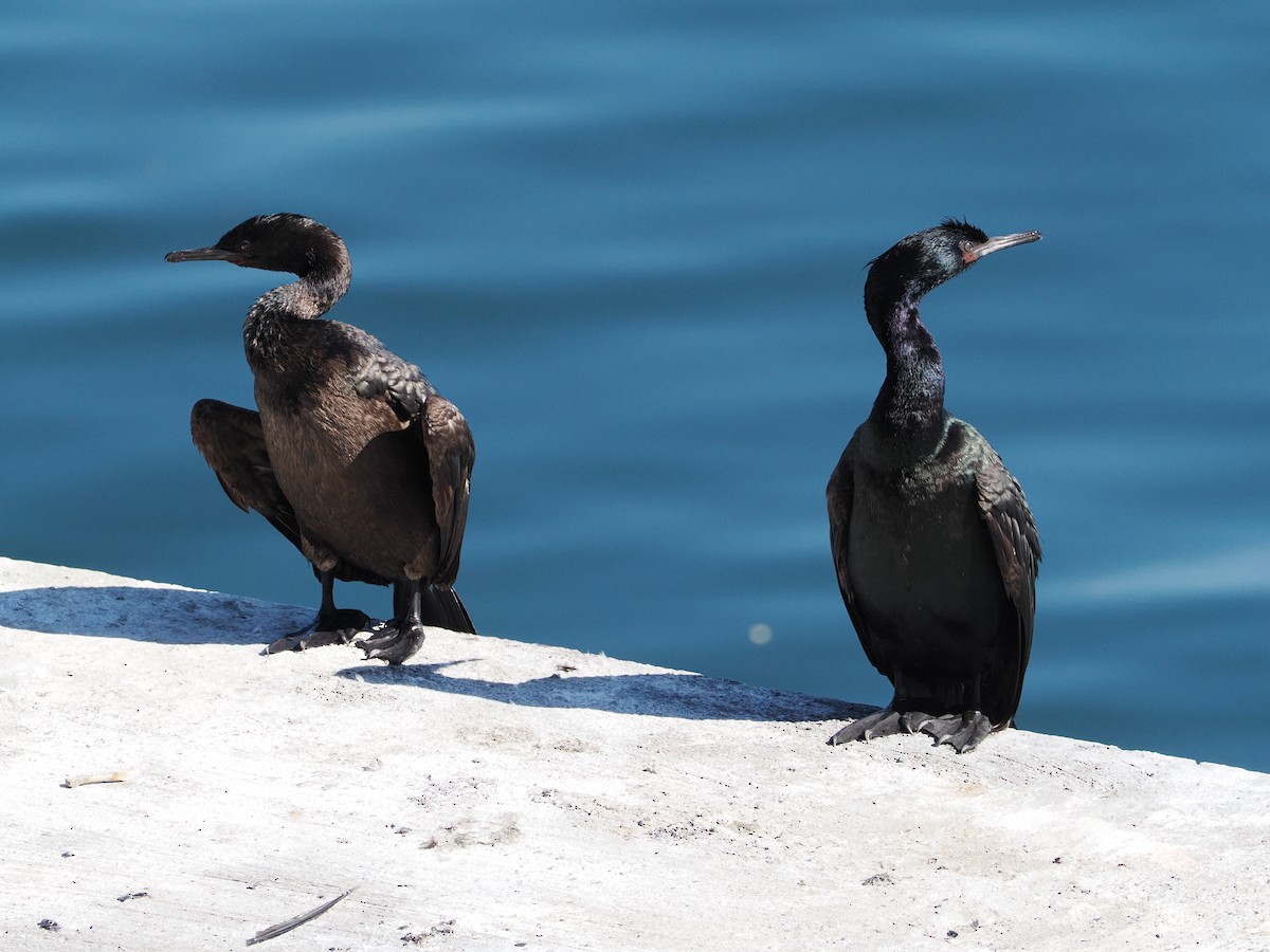 Pelagic Cormorant - ML643659913