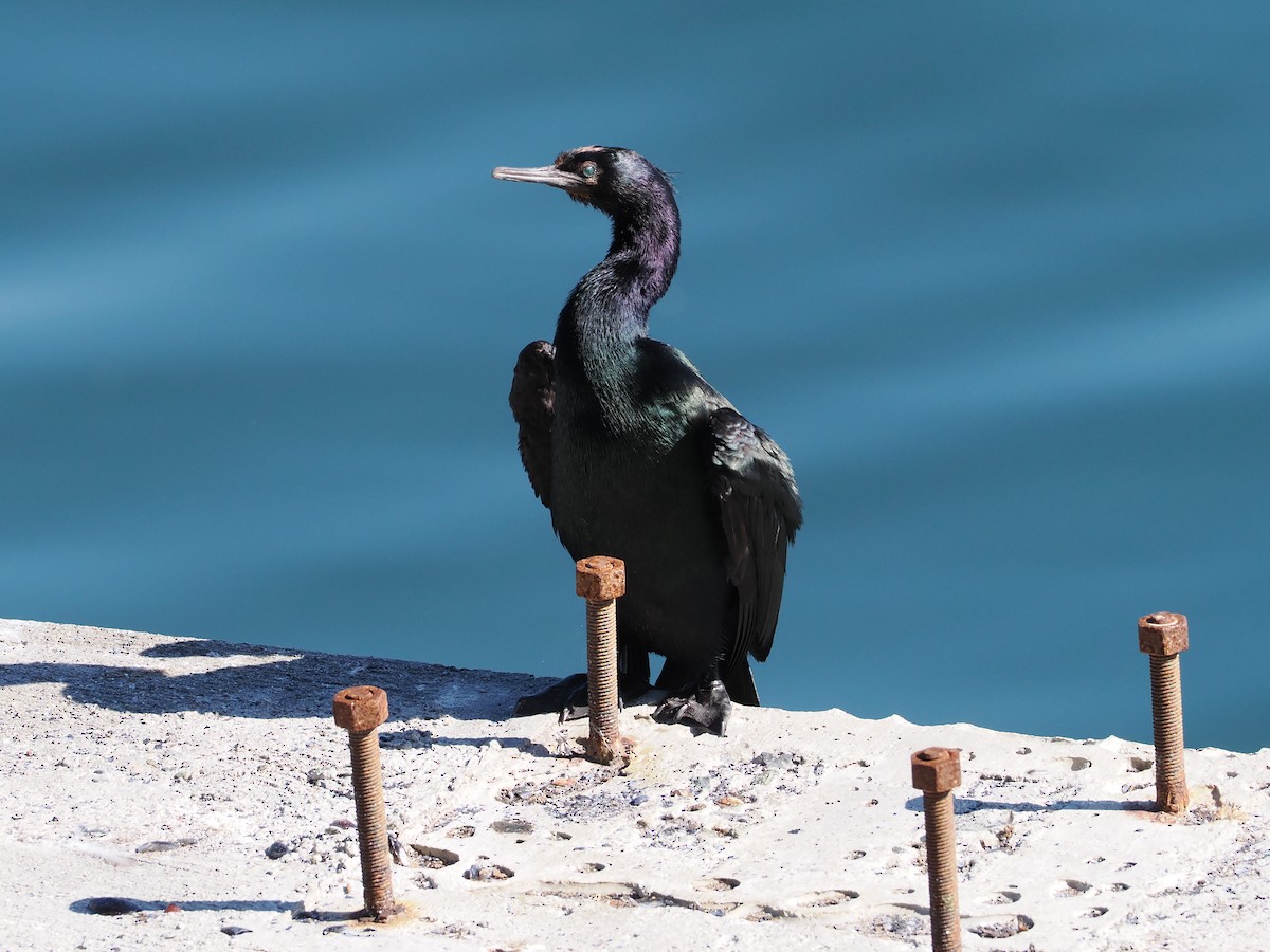 Pelagic Cormorant - ML643659914