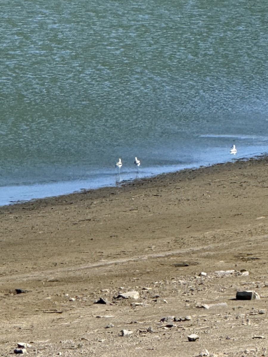 American Avocet - ML643659916