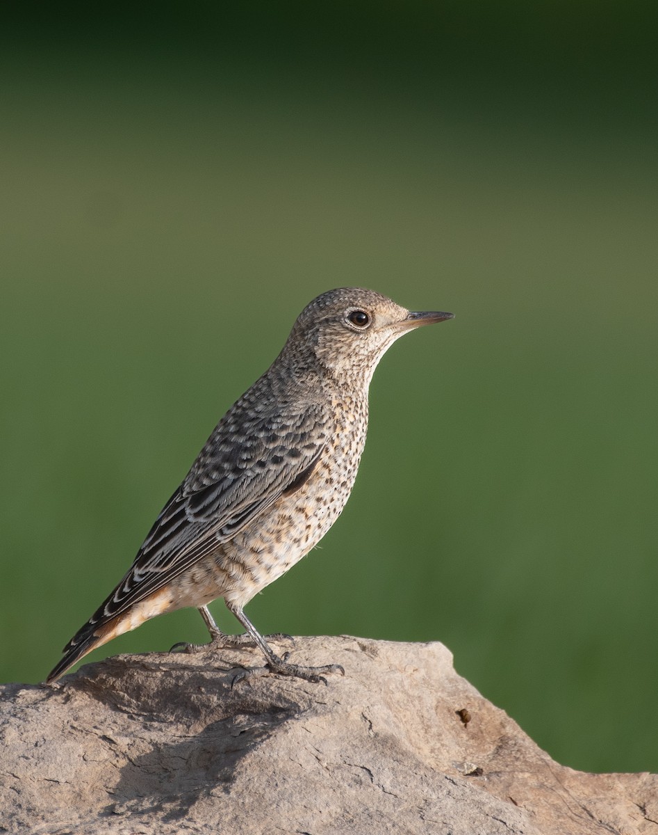 Rufous-tailed Rock-Thrush - ML643659928