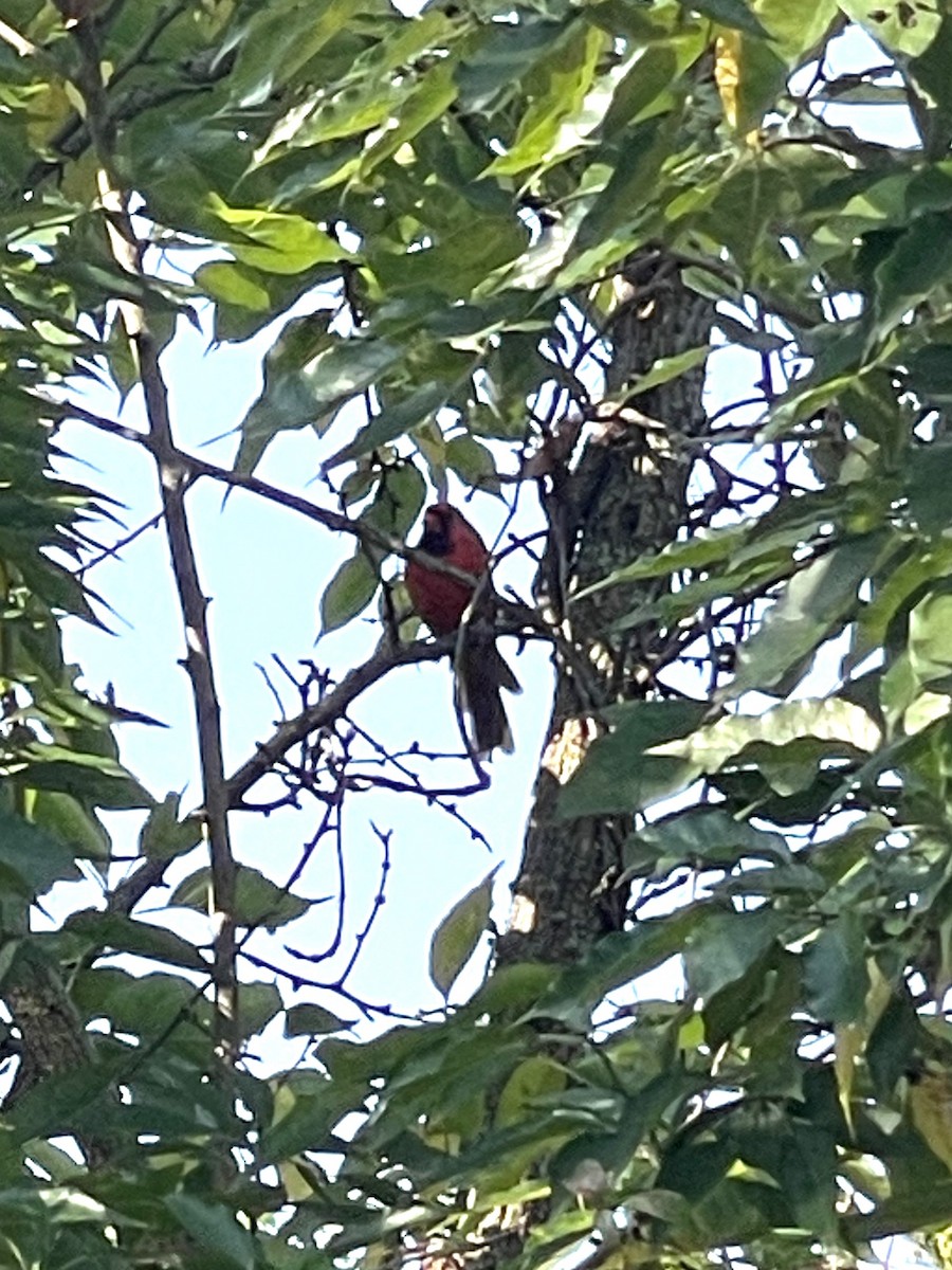 Northern Cardinal - ML643659937
