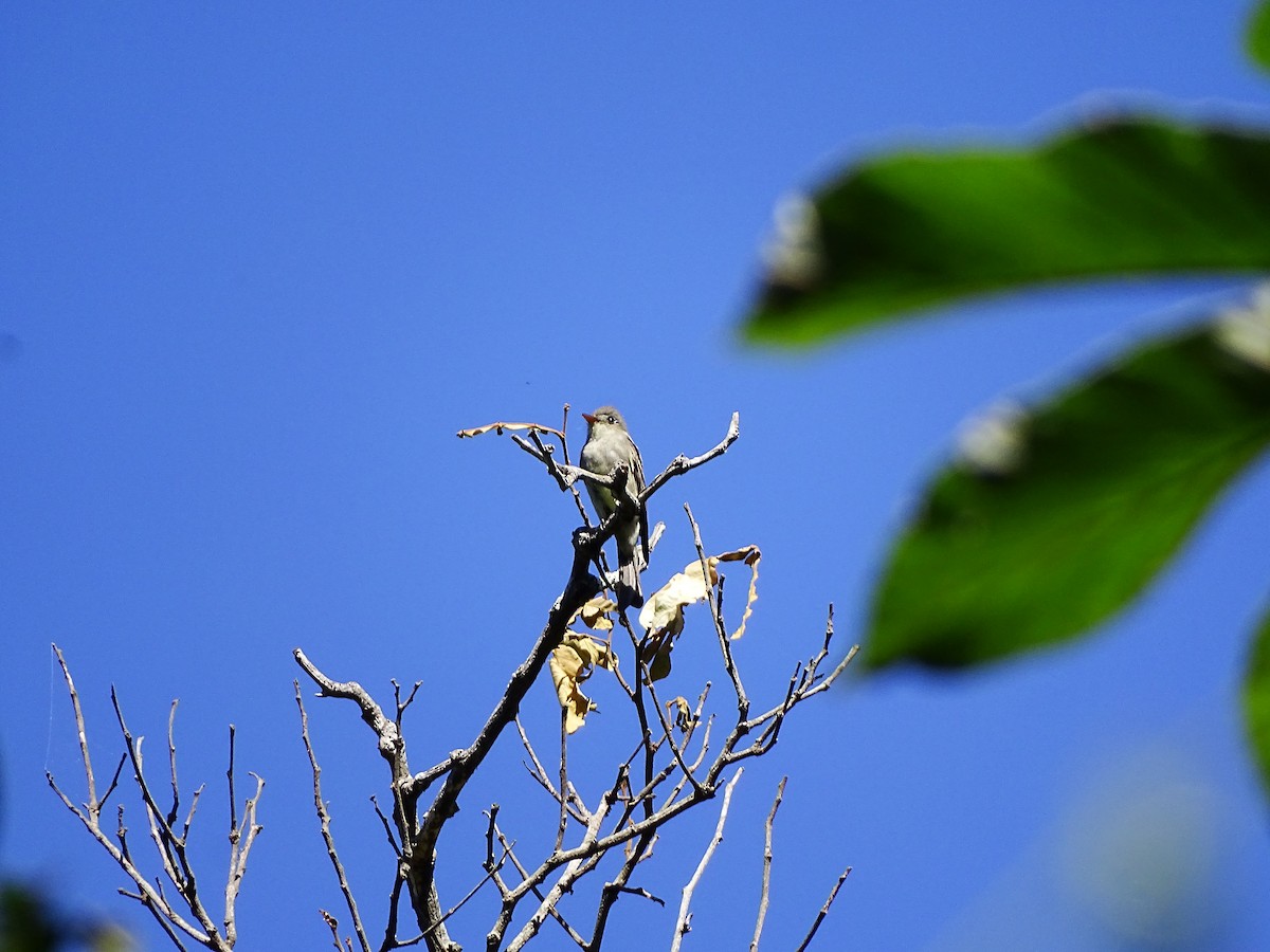 Greater Pewee - ML643659946