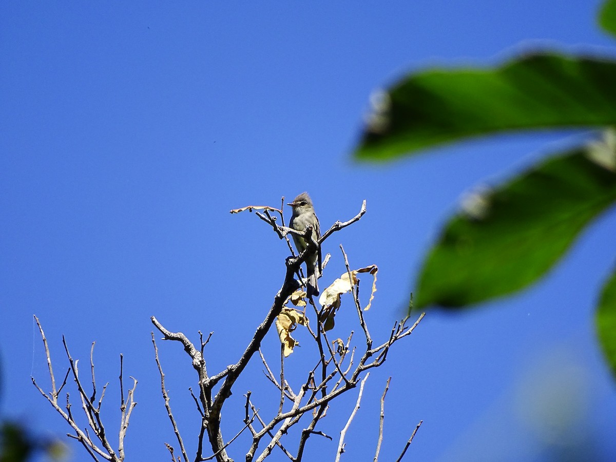 Greater Pewee - ML643659947