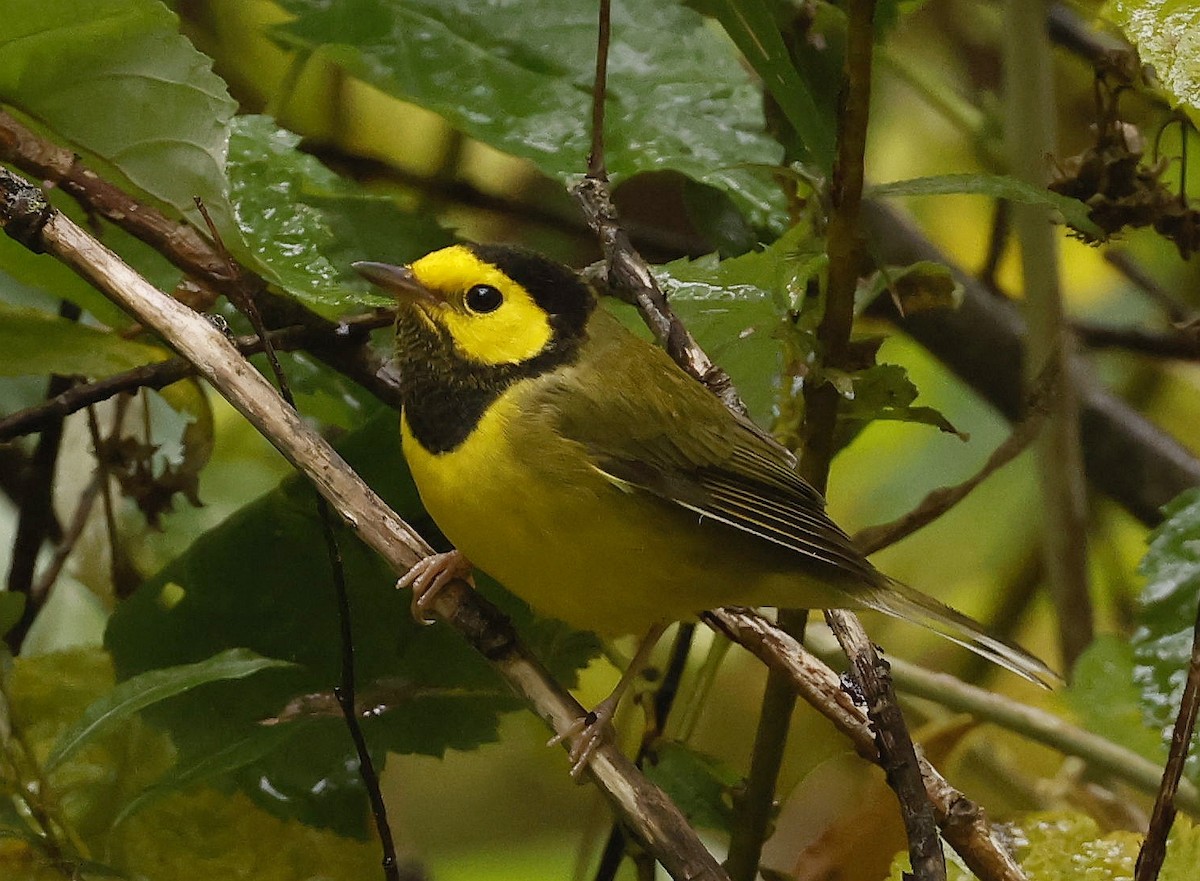 Hooded Warbler - ML643659971
