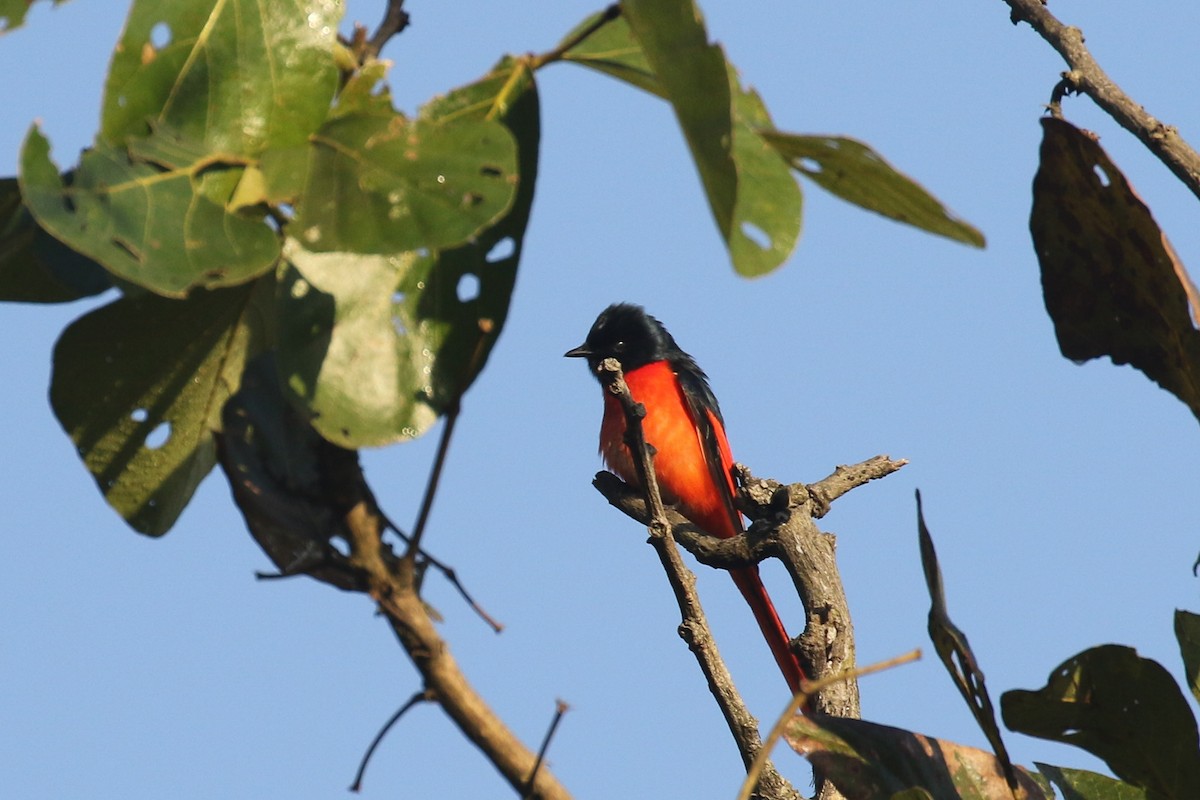 Scarlet Minivet - ML643659984