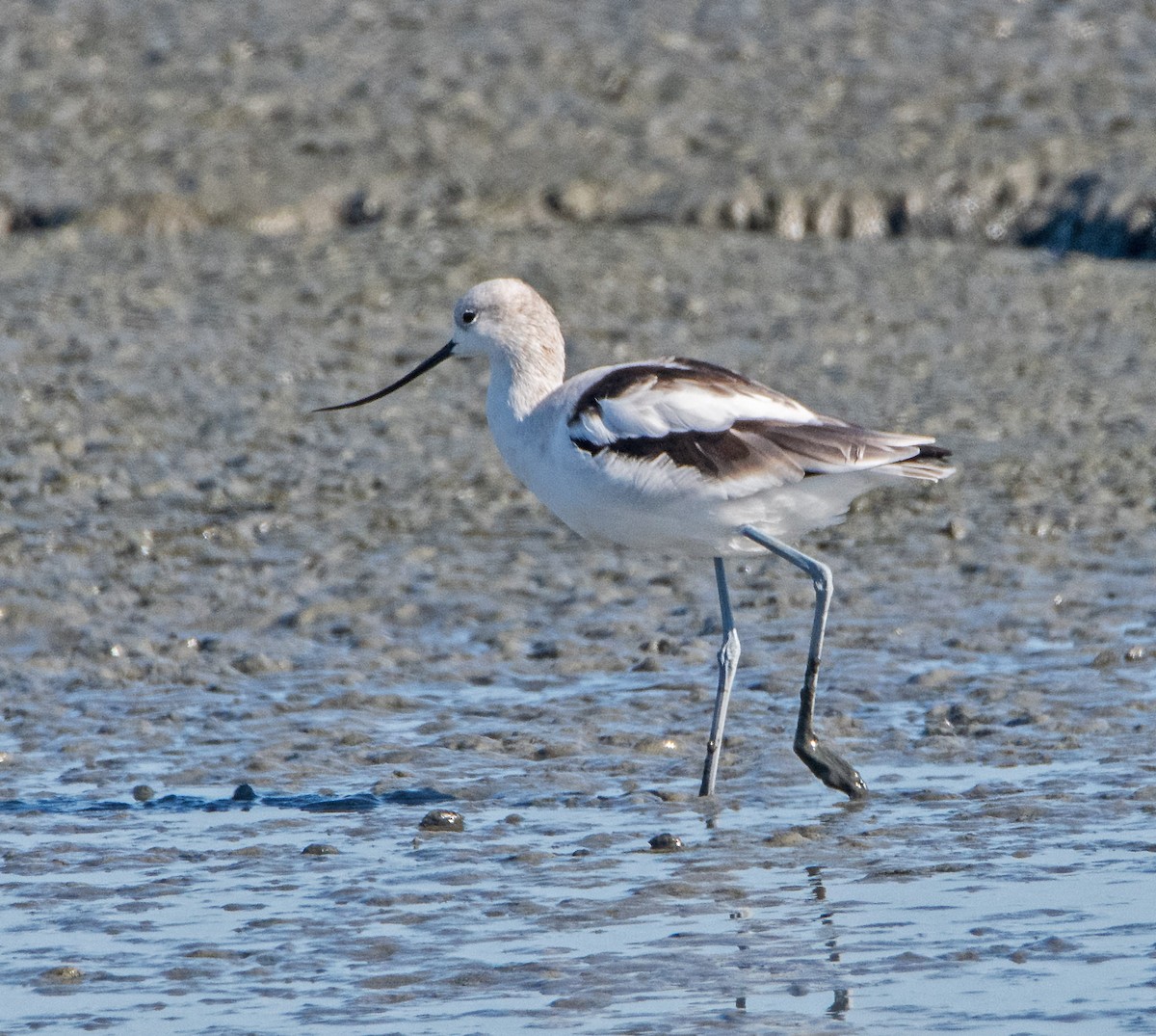 Avocette d'Amérique - ML643659995
