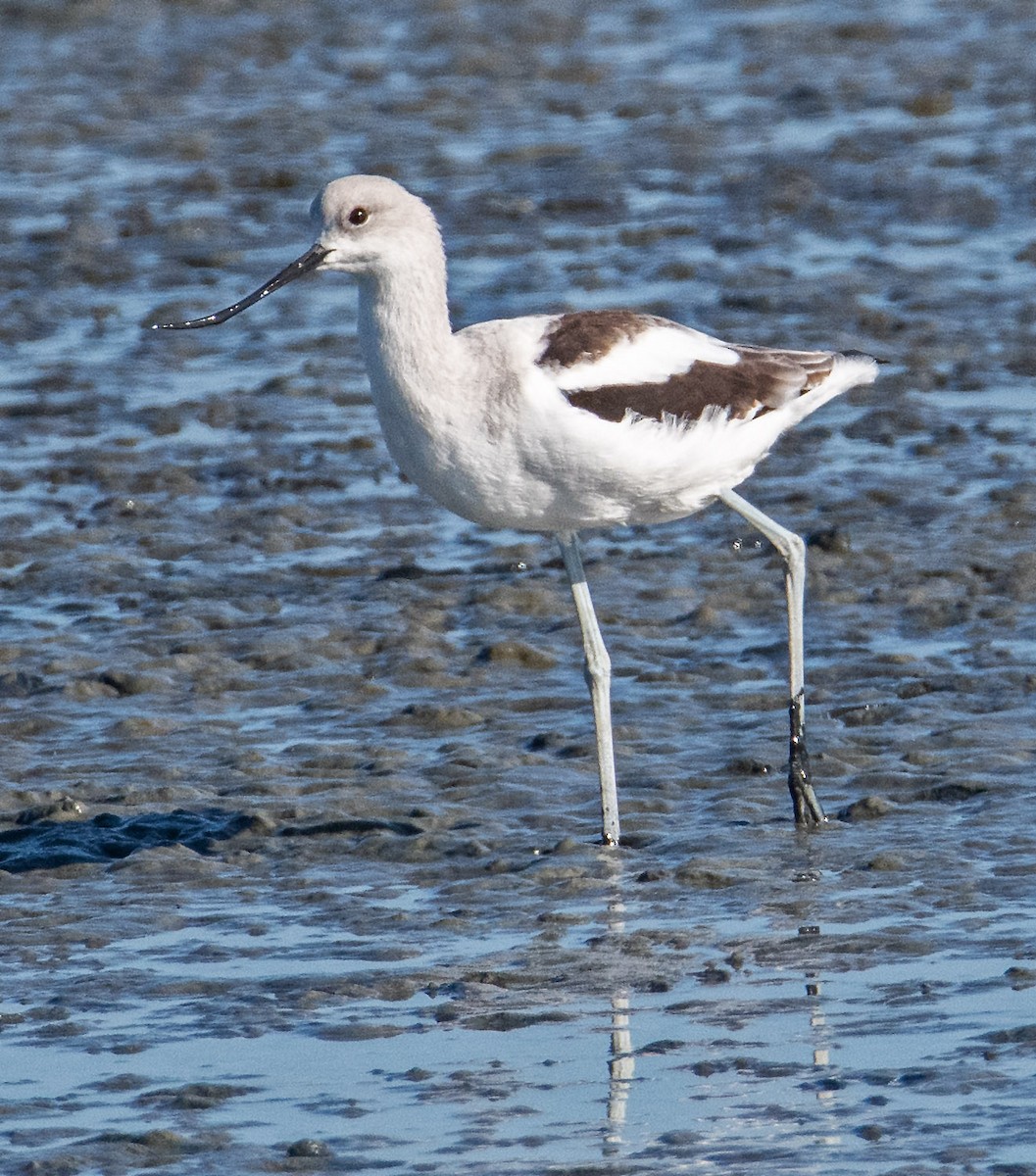 Avocette d'Amérique - ML643659996