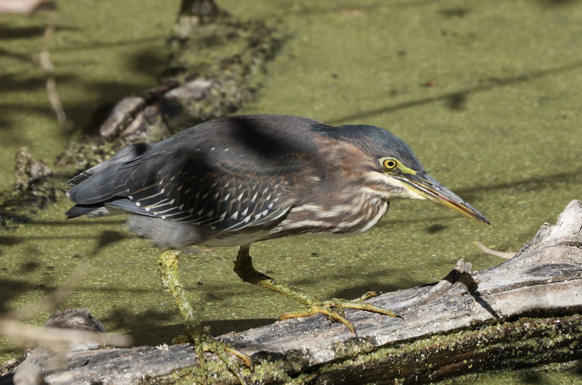 Green Heron - ML643660034
