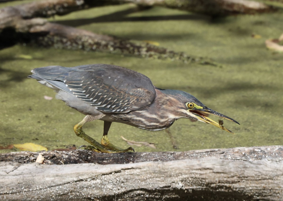 Green Heron - ML643660035