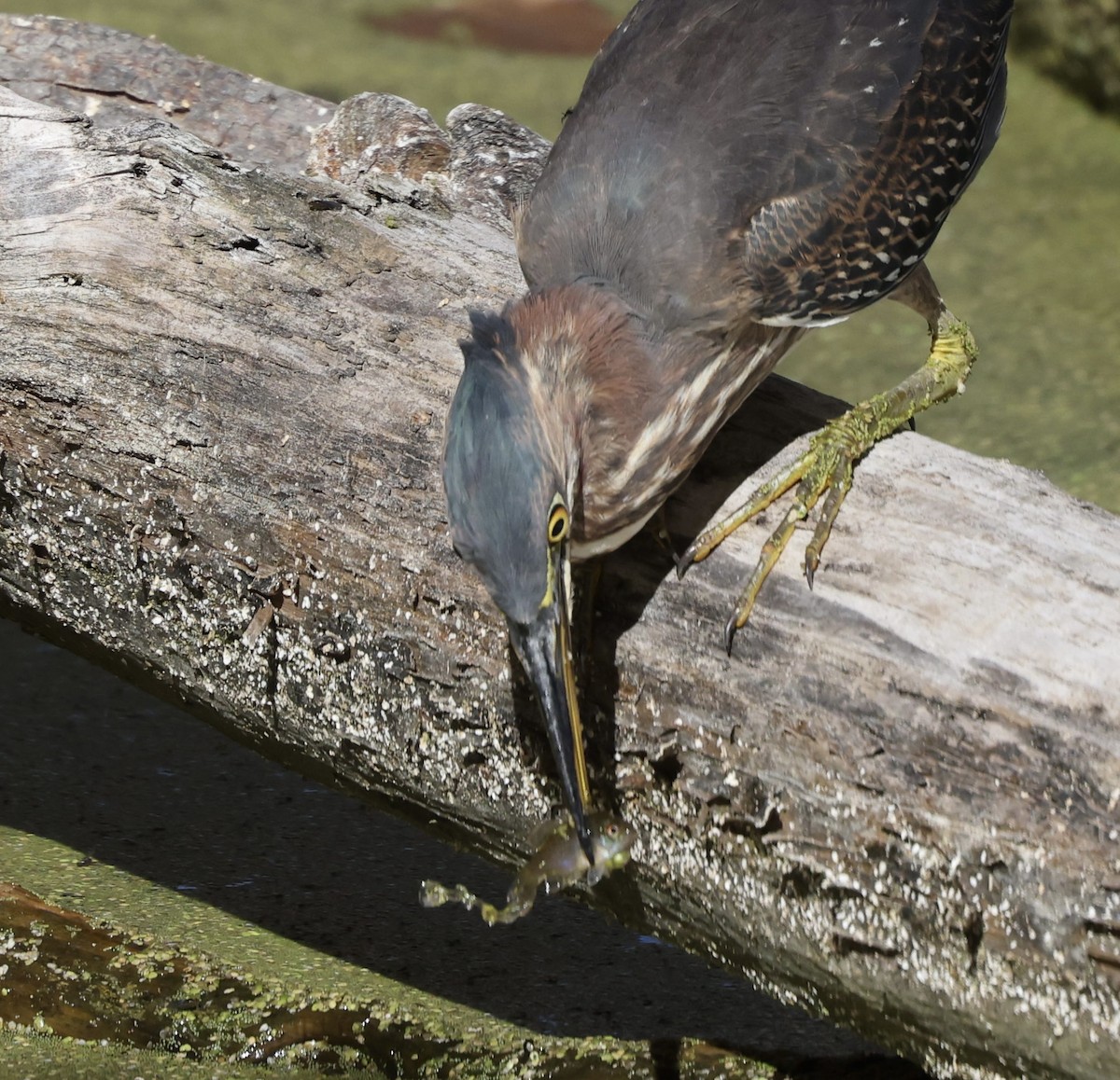 Green Heron - ML643660036