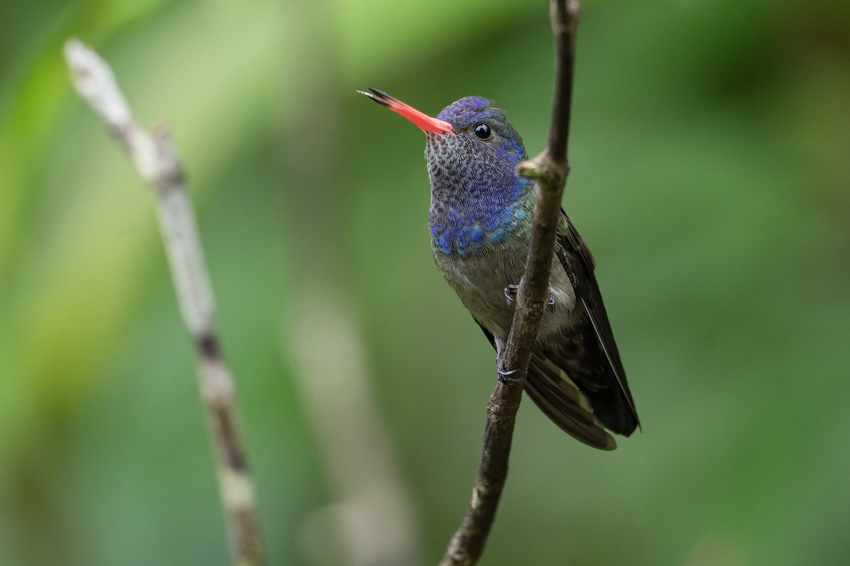 hvithakekolibri - ML643660038