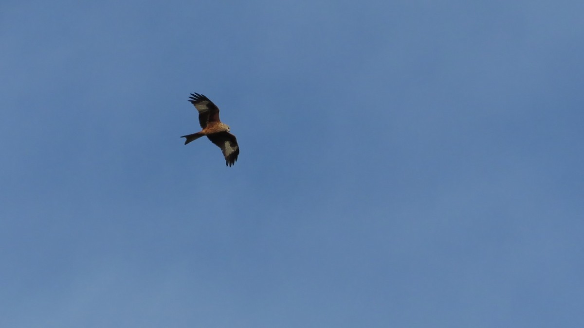 luňák červený - ML643660057