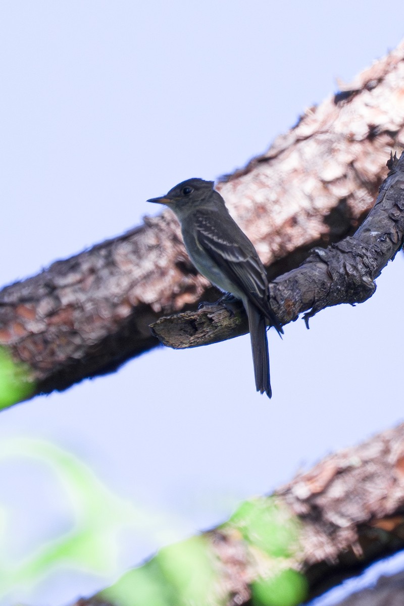 Empidonax sp. - ML643660060