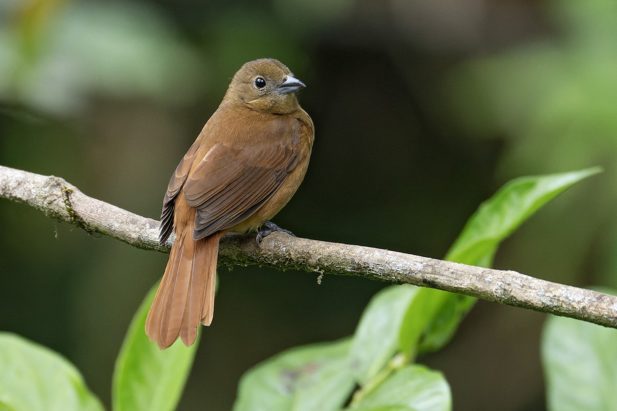 Ruby-crowned Tanager - ML643660075