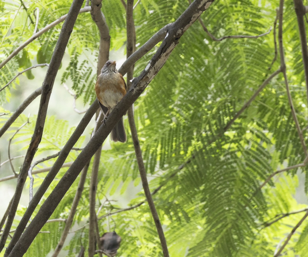 Rufous-backed Robin - ML643660082