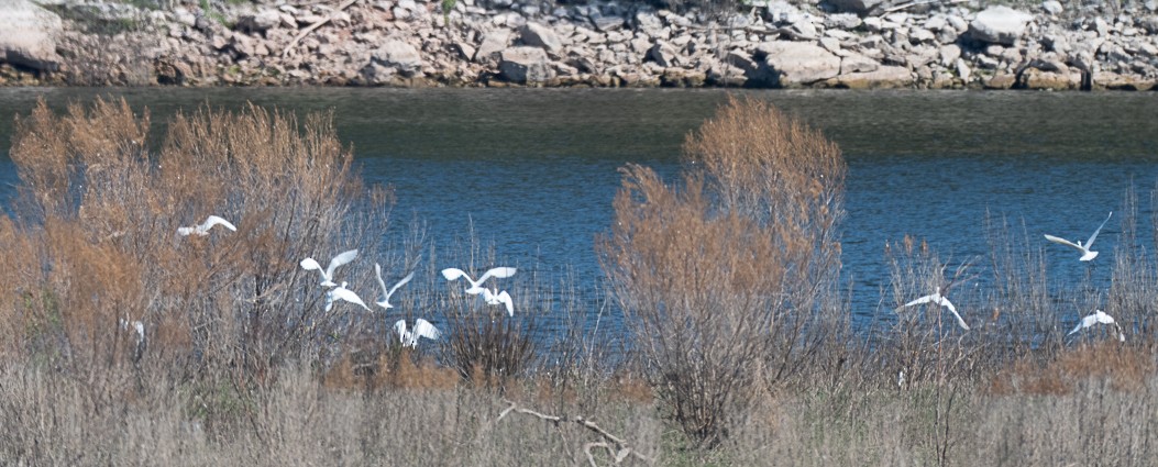 Great Egret - ML643660091