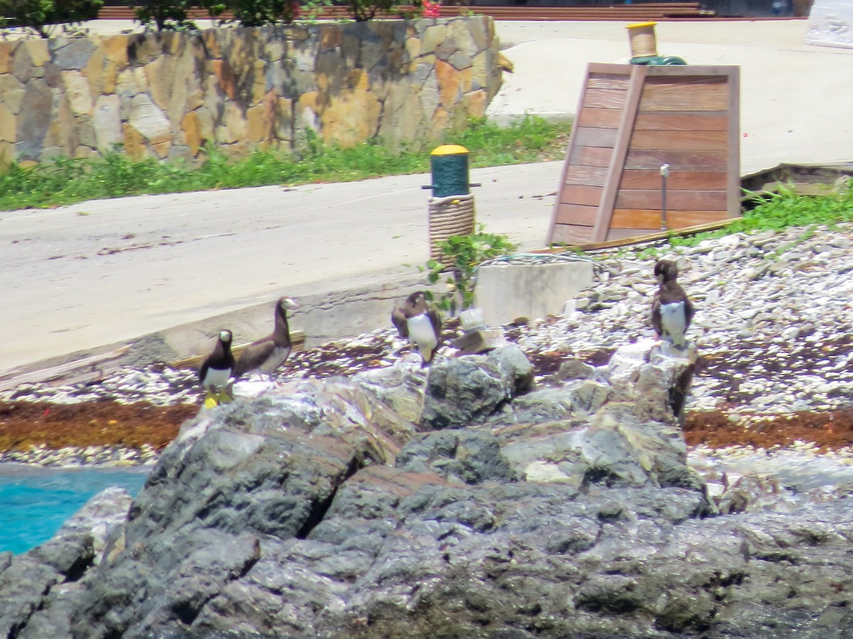 Brown Booby - ML643660098