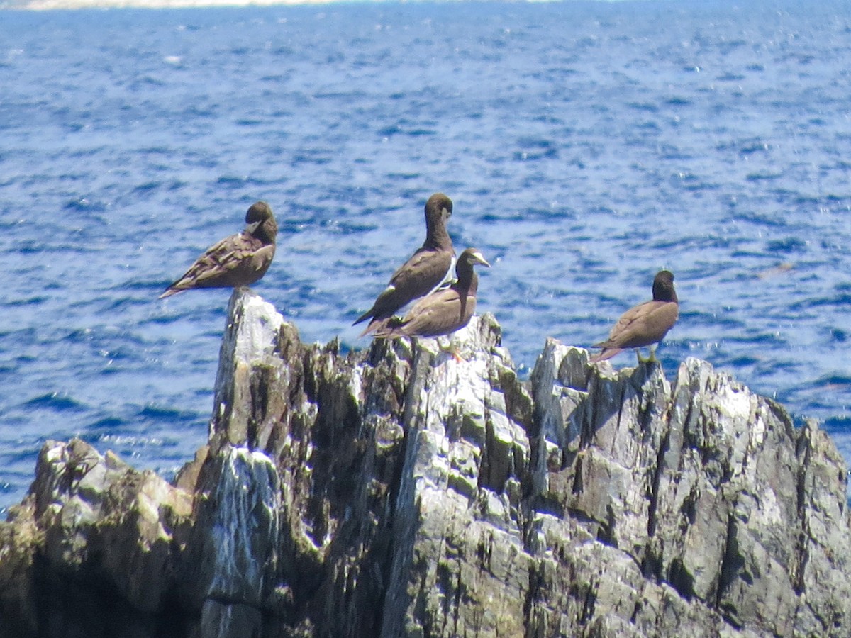 Brown Booby - ML643660099