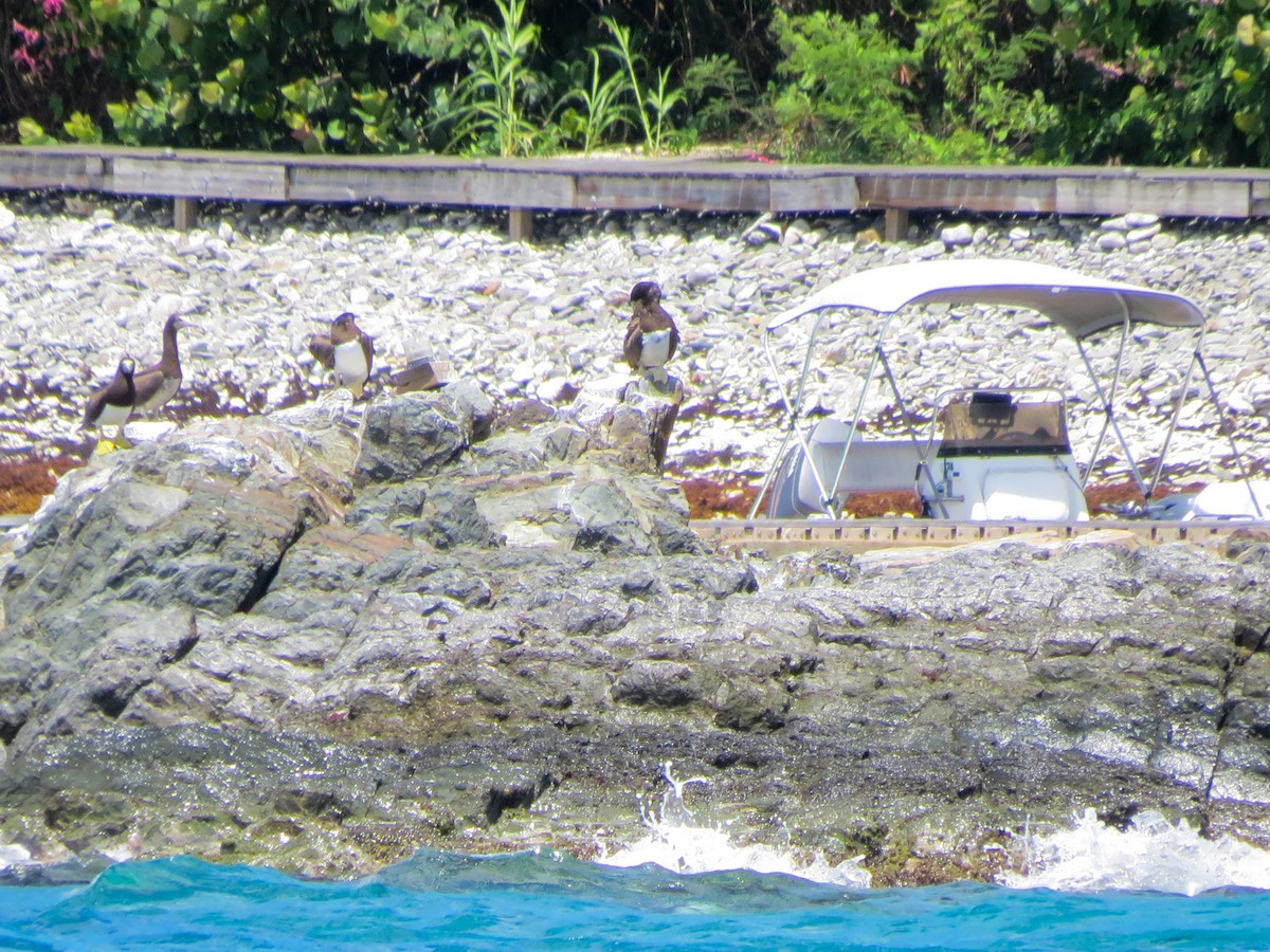 Brown Booby - ML643660100