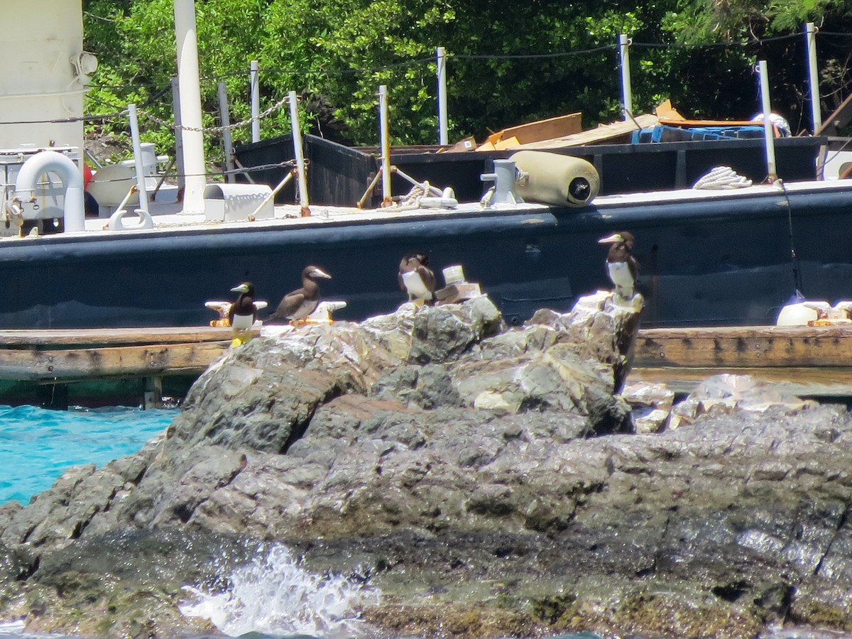 Brown Booby - ML643660101