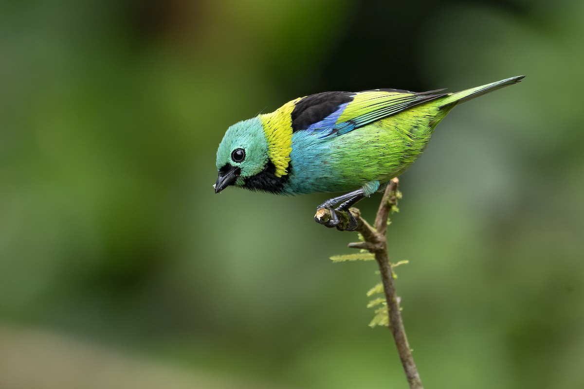 Green-headed Tanager - ML643660105