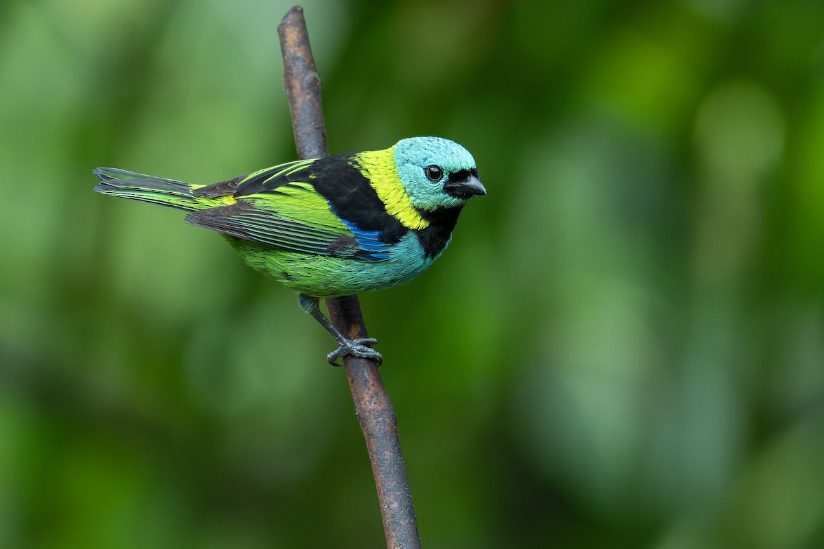 Green-headed Tanager - ML643660106