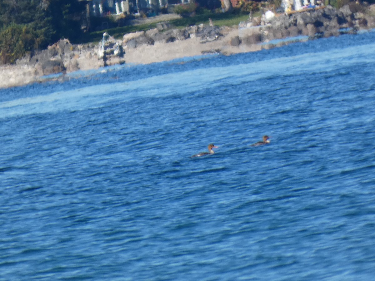 Red-breasted Merganser - ML643660116