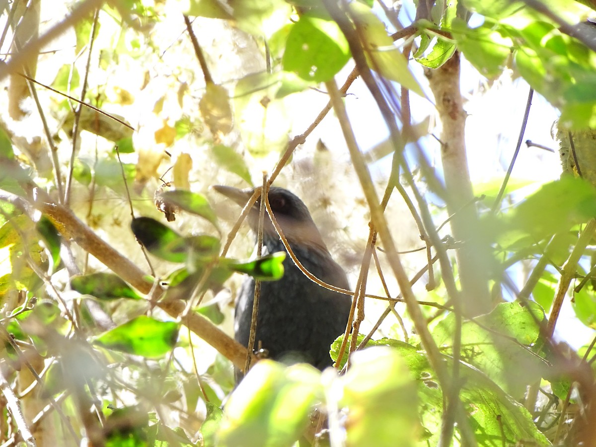 Blue Mockingbird - ML643660120