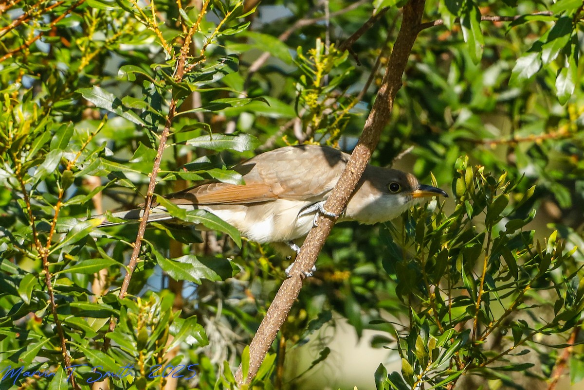 Yellow-billed Cuckoo - ML643660125