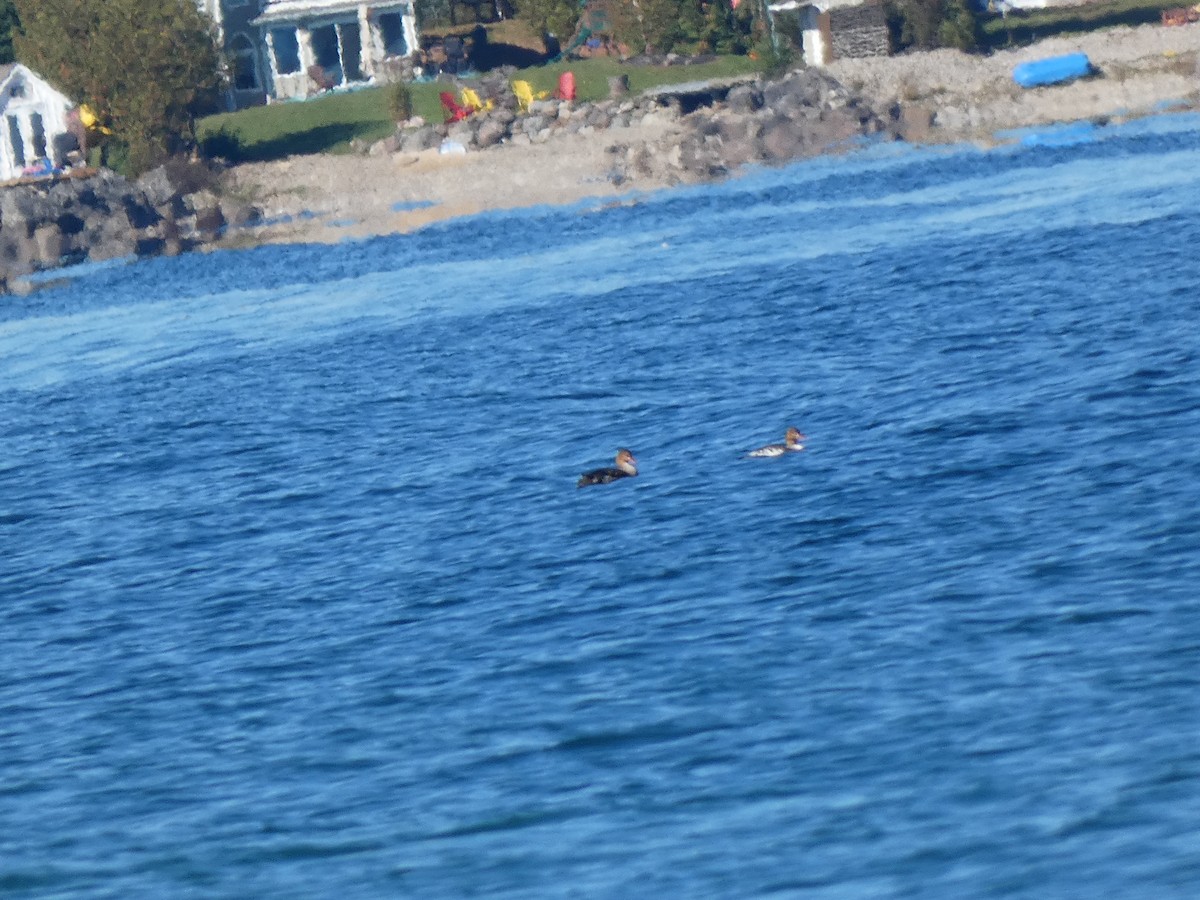 Red-breasted Merganser - ML643660131