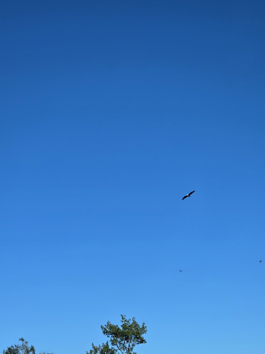 Bald Eagle - ML643660141