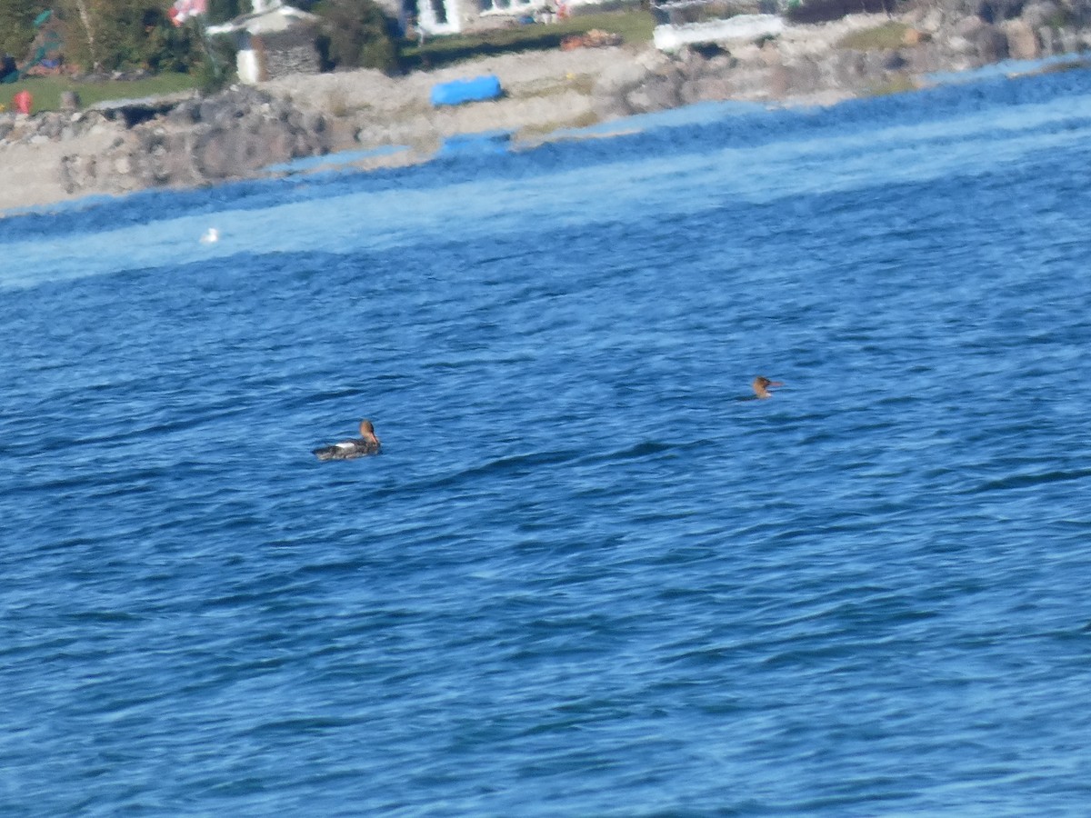 Red-breasted Merganser - ML643660151