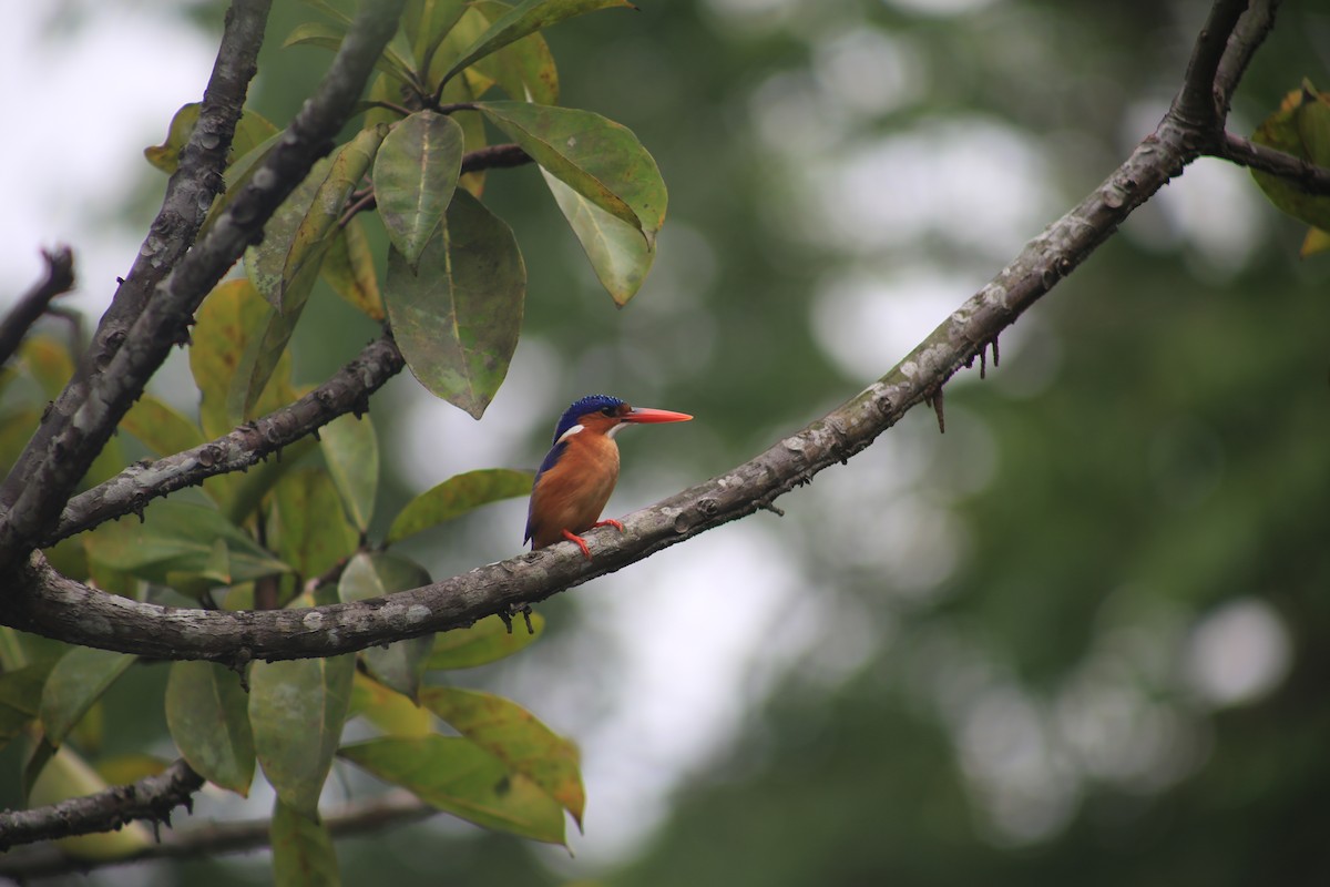Malachite Kingfisher - ML643660155