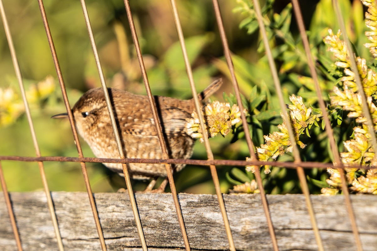 Winter Wren - ML643660204