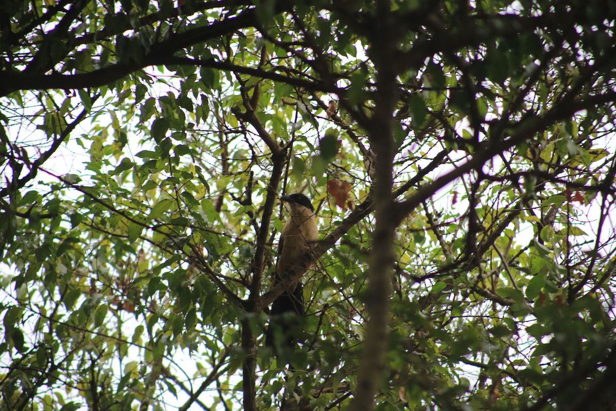 セネガルバンケン - ML643660206