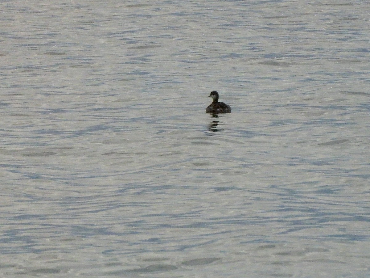 Horned Grebe - ML643660216