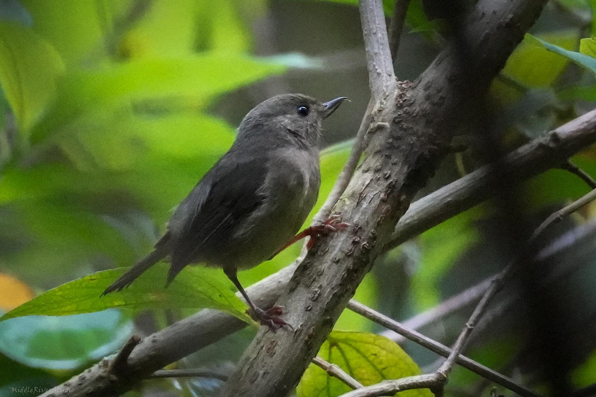 Cinnamon-bellied Flowerpiercer - ML643660218