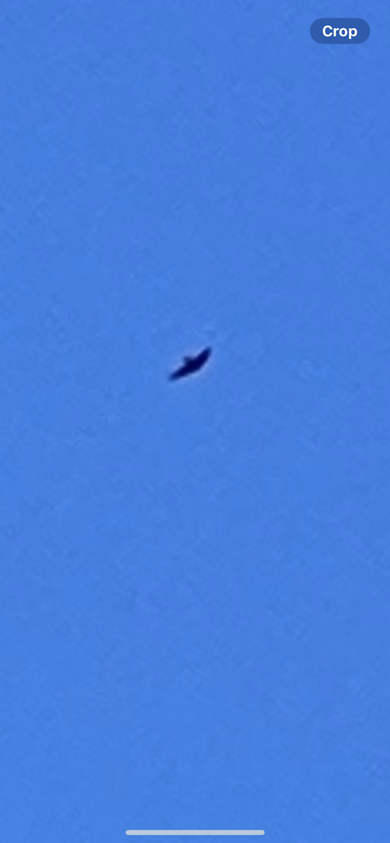 Chimney Swift - ML643660230
