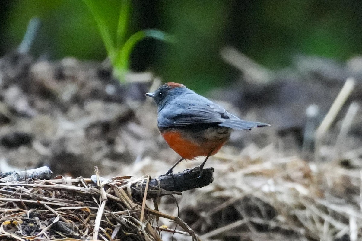 Slate-throated Redstart - ML643660245